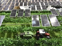 인터솔라 유럽: 영농형 태양광 - 태양 에너지 수확 기사 이미지